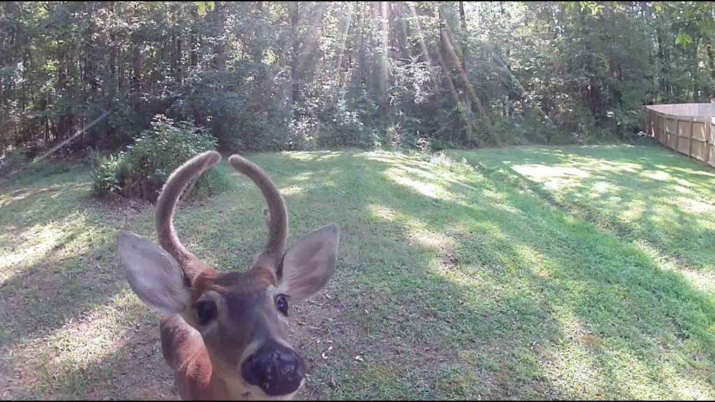 deer